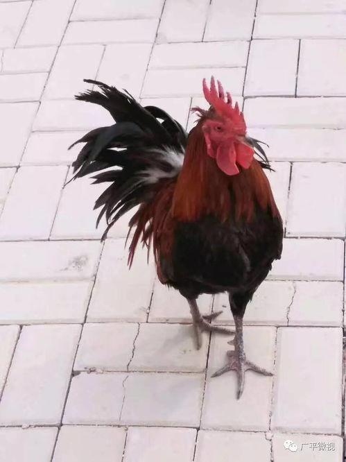 热门爆料公鸡打架视频播放,鸡界“拳击手”大比拼! 第3张 热门爆料公鸡打架视频播放,鸡界“拳击手”大比拼! 第3张